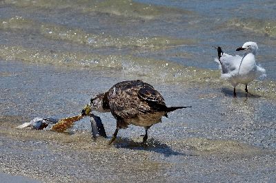 Two Gulls, English  Dianne , Australia