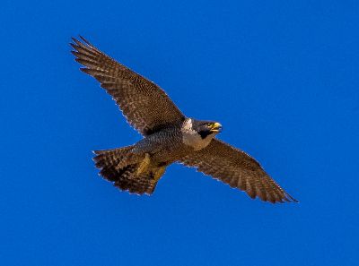 Perigrine Falcon, Crowhurst  Graham , Australia