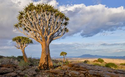 Quiver Tree Vista, Marais  Koos , South Africa