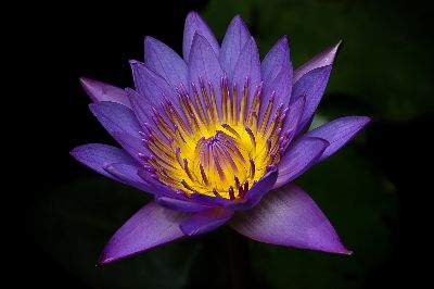 Blue Lotus, Nambiar  Shajin , India