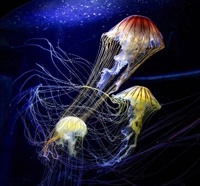 Jellyfish, Bong  Andrew , Malaysia