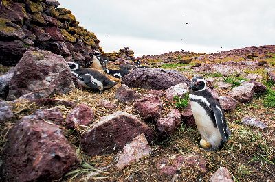 En La Isla Pinguino, Fierro  Miguel Augusto , Argentina