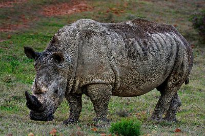 Rhino, Alameer  Amal , Saudi Arabia