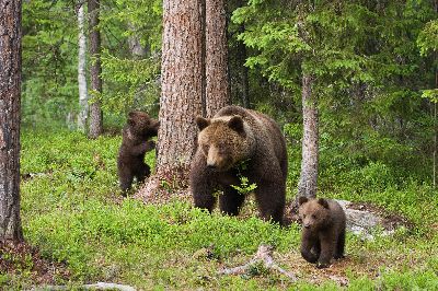 Brown Bear Family, Finland, Smith  Judy , England