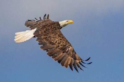 8906 Bald Eagle, Perez  David , Usa