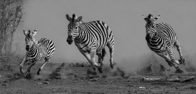 Zebras On The Run, Bosman  Eric , South Africa