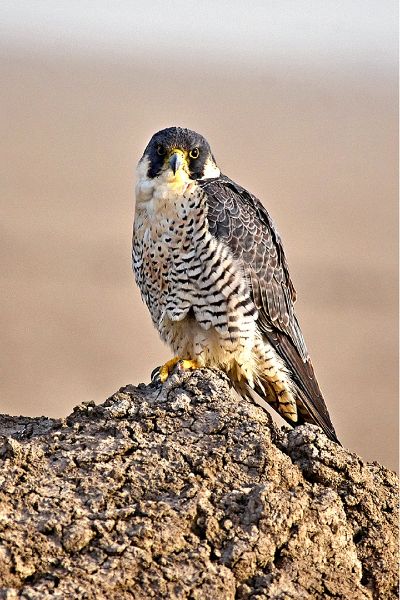 Peregrine Falcon, Kotturu  L.divakara , India