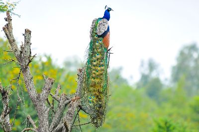 2 Peacock Landing, Bhajanehatti  Sudhir , India