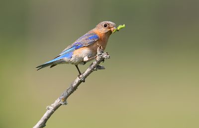 Blue Bird Caught Insects 3, Luo  Robin , Canada