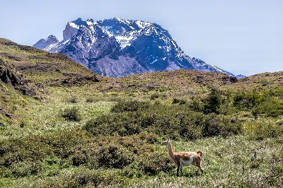 Patagonian Guanaco, Langevin  Dee , Usa