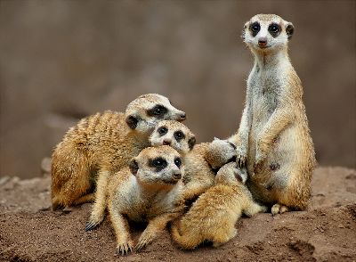 Mongoose Family, Pelser  Leon , South Africa