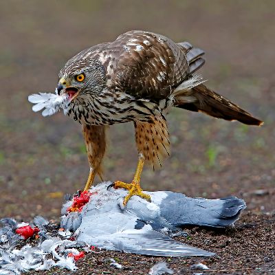 Pigeon Killed, Van Mensel  Dre , Belgium