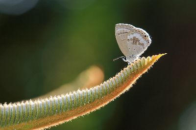 Butterfly 15, Au-yeung  Kwong Ying , Hong Kong