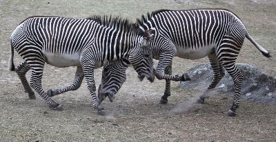 Fighting Zebras, Stake  Jan-thomas , Sweden
