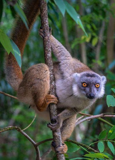 Lemur Lookout, Kleindienst  Valerie , Australia