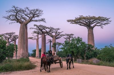Zebu Cart At Baobab Avenue, Kleindienst  Valerie , Australia