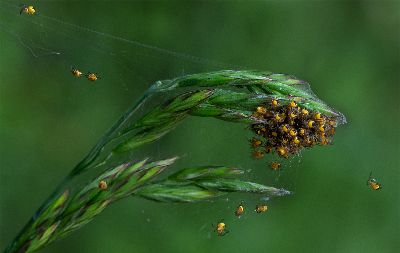 Baby Spiders, Pockney  Mike , England