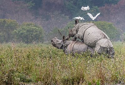 Rhino Mating 4, Banerjee  Abhijeet Kumar , India