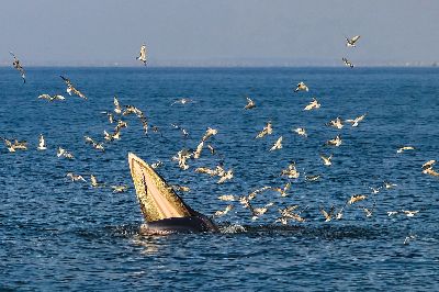 Whale In Thai Gulf, Tangmanpoowadol  Hansa , Thailand