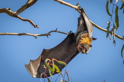 Sleepy Bat, Moritz  Vicki , Australia