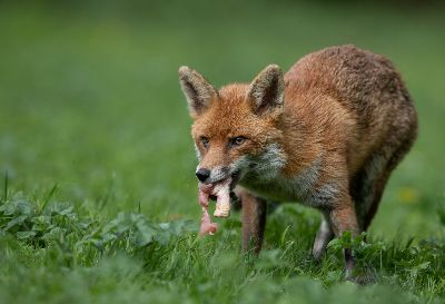 Sly Fox, Adcock  Terri , England