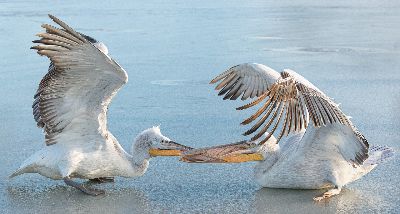 Sparring Pelicans, Adcock  Terri , England
