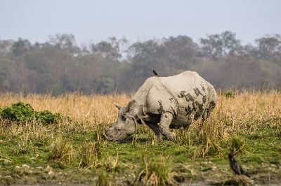 Grazing Rhino., Bose  Abhijit , India