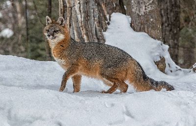 Grey Fox, Webster  Jennifer  Margaret , England