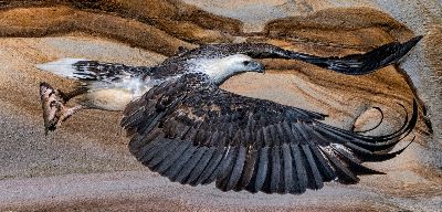 Sea Eagle On The Hawkesbury, Willis  Megan , Australia