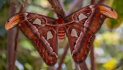Big-moth, Mclaughlin  Ed , Usa