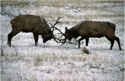 Bull Elks Sparring, Kramer  Irene , Usa