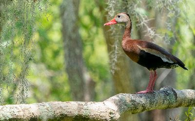Wild Duck, Nguyen  Thinh , Usa