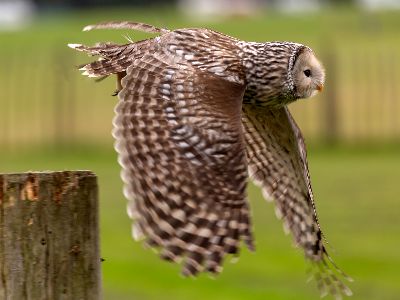 Owl`s Flight, Chishty  Haider , England