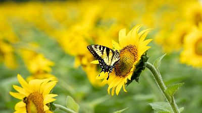 ButterflyNSunflower, Vu  Anna , Usa