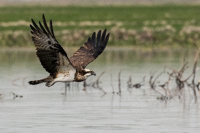 Osprey And Fly, Ghosh Guha  Pinki , India